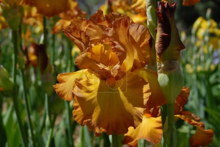 Foto de Iris barbudo alto flor y brote, Sonrisas instantáneas, en un colorido macizo de flores de primavera - Imagen libre de derechos