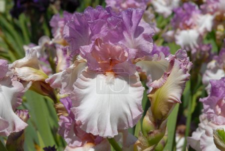 Foto de Iris barbudo alto, llamativo, floración en un jardín - Imagen libre de derechos