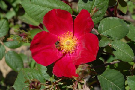 Biene mit Pollenkorb auf einer leuchtend roten Rosenblüte. Strauchrose, scharlachrotes Feuer