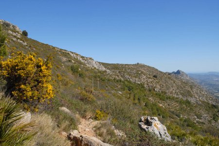 Berglandschaft auf dem Cavall Verd-Kamm mit blühendem Ginster in der Nähe von Benimaurell, Vall de Laguar, Provinz Alicate, Spanien