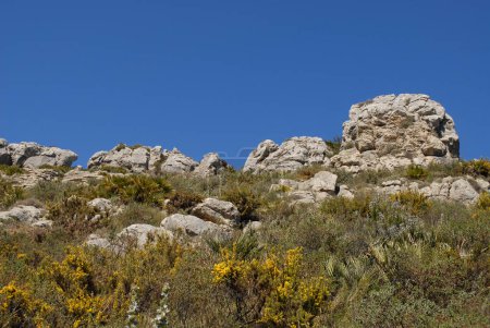 Felsvorsprünge auf dem Kamm des Cavall Verd mit Fächerpalmen, Rosmarin und Ginster in Blüte unter strahlend blauem Himmel, in der Nähe von Benimaurell, Vall de Laguar, Provinz Alicate, Spanien