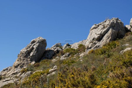 Felsvorsprünge auf dem Kamm des Cavall Verd mit blühendem Rosmarin und Ginster unter strahlend blauem Himmel, in der Nähe von Benimaurell, Vall de Laguar, Provinz Alicate, Spanien