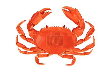 Krabbe isoliert auf weißem Hintergrund. Vector eps 10. Krabbenvektor auf sandfarbenem Hintergrund, perfekt für Tapeten oder Designelemente
