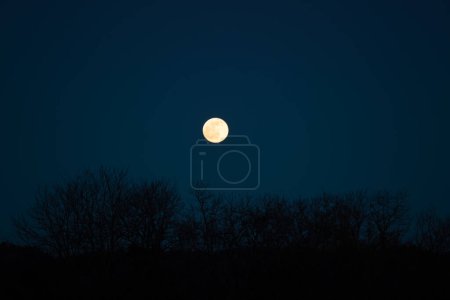 Moonlight night.moon background. Moon and black silhouettes of trees on a blue sky background. Round yellow moon. Beautiful night nature background.Gloomy dark mystical background