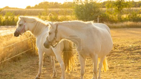  Pferde mit weißen Mähnen.Weißes Pferd an einem sonnigen, windigen Tag in einer Pferdekoppel. Nutztiere. Pferd läuft in einer Straßenkoppel. Zucht und Aufzucht von Pferden. Tierhaltung und landwirtschaftliches Konzept. 