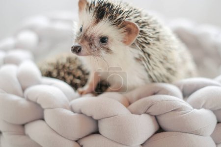 Photo for African pygmy hedgehog. Hedgehog close-up in a gray wicker bed .Accessories and houses for hedgehogs. Pets.Gray hedgehog with white spots.prickly pet. - Royalty Free Image