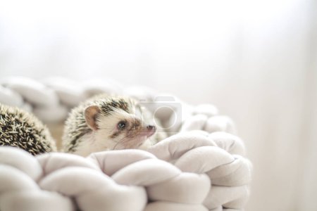 Photo for Pair of funny hedgehogs in a wicker nest.prickly pet. Hedgehog in a gray wicker bed .African pygmy hedgehog.Accessories for hedgehogs. - Royalty Free Image
