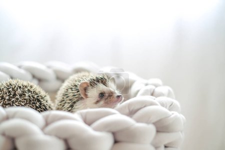 pair of funny hedgehogs.prickly pet. Hedgehog in a gray wicker bed on a light blurred background.African pygmy hedgehog.Accessories and houses for hedgehogs.