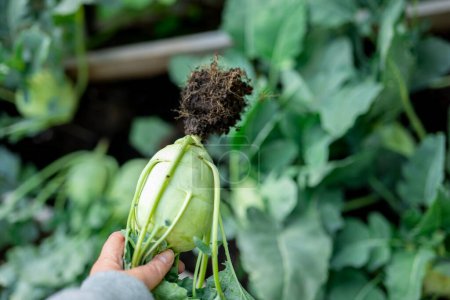  Kohlrabi Gemüse. Hand zieht Kohlrabi mit einer Wurzel aus der Erde. Kohlrabi-Gemüse im Holzbett.Bio-Frischgemüse im eigenen Garten.Grünes Frischgemüse