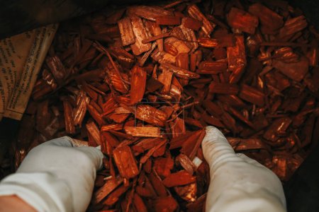 wood chips in hands. mulching with wood chips.Decorative chips for the garden.Mulching the soil in the garden.