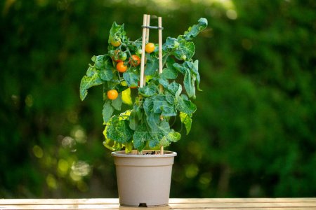  tomates cherry en una maceta. Granja verduras orgánicas frescas. Jardín de verduras contenedor. Mini plantas para el jardín. Tomates maduros orgánicos en un arbusto en un jardín de verano.