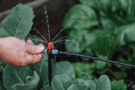  Tropfbewässerungsanlage. Tropfschlauch und Sprinkler in männlicher Hand in einem grünen Garten.Wassertropfen aus einer Tropfbewässerungsanlage. Ausrüstung für Gärten und Obstgärten.