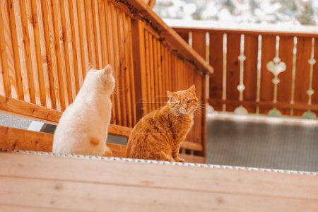 Foto de Gatos. Hermosas mascotas. Gato rojo y blanco sentado en una escalera de metal.Gato con ojos verdes.Emociones gato. - Imagen libre de derechos