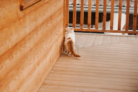 Foto de ¡Cat! Hermosas mascotas. gato blanco en un balcón de madera. gatos domésticos - Imagen libre de derechos