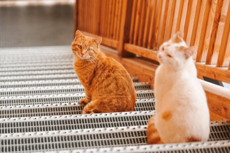Foto de Gatos. Hermosas mascotas. Gato rojo y blanco sentado en una escalera de metal.Gato con ojos verdes.Emociones gato. Recreación para mascotas - Imagen libre de derechos