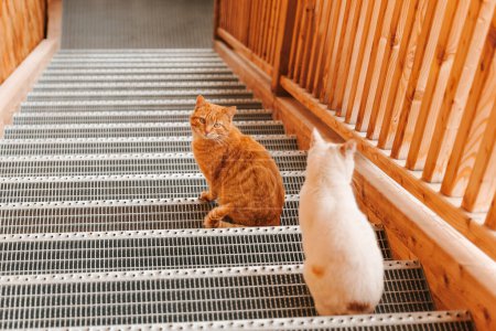 Foto de Gatos. Gato rojo y blanco sentado en una escalera de metal.Gato con ojos verdes.Emociones gato. Recreación para mascotas - Imagen libre de derechos
