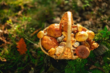 Photo for Basket of mushrooms. Forest Edible mushrooms in a basket on a stump in the autumn forest in the sun.Collection of forest mushrooms.Butterfish and camelina, honey mushrooms in a basket. forest - Royalty Free Image