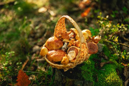 Photo for Mushrooms basket on a stump in the forest in the sun.Collection of forest mushrooms.Butterfish and camelina, honey mushrooms in a basket. forest background - Royalty Free Image
