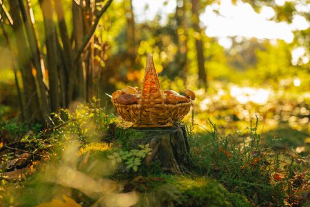Photo for Mushrooms basket on a stump in the autumn forest in the sun.Collection of forest mushrooms - Royalty Free Image