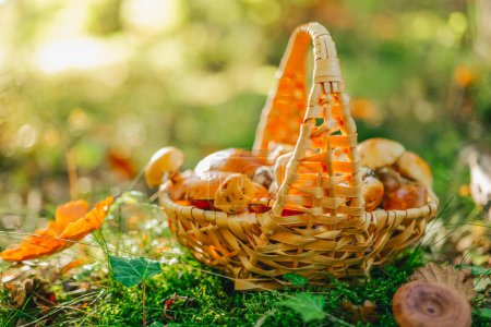 Photo for Forest mushrooms basket on a stump in the forest in the sun.Collection of forest mushrooms.Butterfish and camelina, honey mushrooms in a basket. forest background - Royalty Free Image