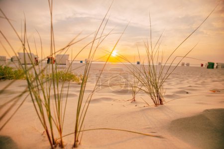Strandgras aus nächster Nähe. Sandige weiße Dünen mit Strandgras bei Sonnenuntergang. Natur der Nordsee Deutschland. Fer Island. Friesische Inseln Strandpflanzen. Strand Sommer Hintergrund.