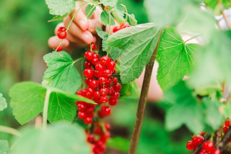 Red berries picking in the summer garden. Red currant Picking.currant summer harvest.