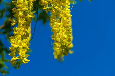Laburnum yellow shrub.Yellow bean tree. Yellow flowering bush. Beautiful nature background in blue and yellow colors . blooming spring trees and bushes