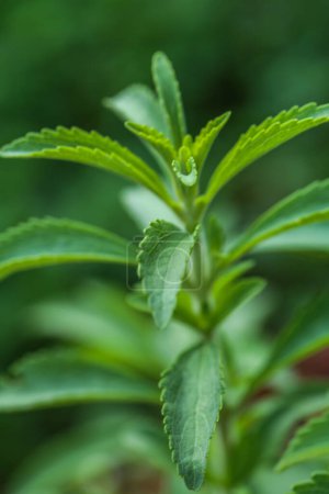 Stevia plant. Stevia cultivation.dietary sweetener.Harmless sweets. Diet healthy food ingredient.Alternative Low Calorie Vegetable Sweetener.