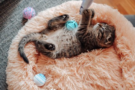 Foto de Juguetes para gatos. Gatito divertido se encuentra en una cama mullida rosa y juega con un juguete.Gatito juega con una pelota. vista desde arriba. - Imagen libre de derechos