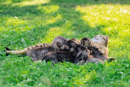 Cat family. Scottish fold tabby cat with small kittens. cat mother with kittens. cat with kittens on a green lawn in a summer garden in the sun.