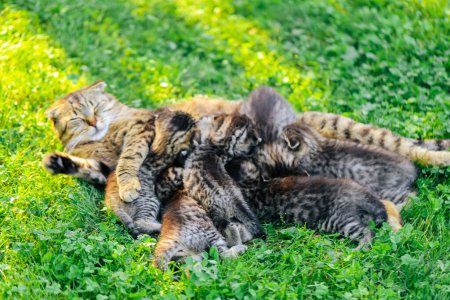 cat with kittens on a green lawn in a summer garden in the sun.Cat family. Scottish fold tabby cat with small kittens. 