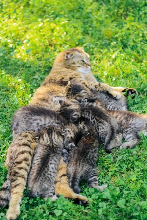 cat mother with kittens on a green lawn in a summer garden .Cat family. Scottish fold tabby cat with small kittens. 