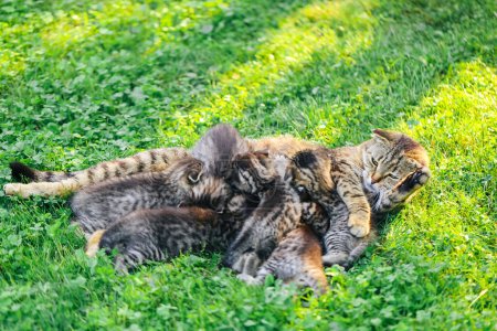 cat mother with kittens. cat with kittens on a green lawn in a summer garden in the sun.Cat family. Scottish fold tabby cat with small kittens. 