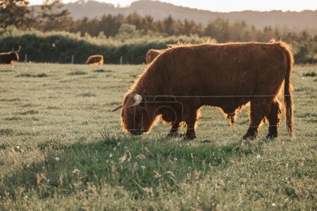  Highland breed.Big horned hairy red cows on a meadow chews grass.Farming and cow breeding.Furry highland cows graze on the green meadow.Red cows and calf in the pasture in the sunshine at sunset 