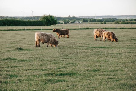 Highland breed cows on meadow chews grass.Farming and cow breeding.Furry highland cows graze on the green meadow