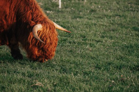 Grandes vaches rouges poilues à cornes sur une prairie mâche herbe. L'agriculture et la reproduction des vaches. Vaches fourragères des hautes terres paissent sur la prairie verte. Vaches rouges et veau dans le pâturage au soleil au coucher du soleil. 