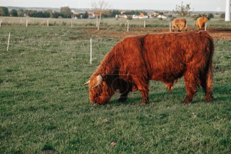 Photo for Big horned hairy cows on a meadow chews grass.Farming and cow breeding.Furry highland cows graze on the green meadow.Red cows and calf in the pasture in the sunshine at sunset - Royalty Free Image