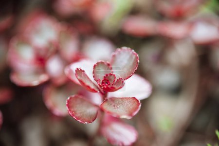 Red sedums dragons blood macro.Succulents and sedums close-up . groundcover flower.Beautiful nature background in green and reds shades