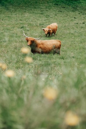 Furry highland cows on the green meadow. Scottish cows Highland breed on a alpine meadow in the mountains.Red hairy bull chews grass.Farming and cow breeding