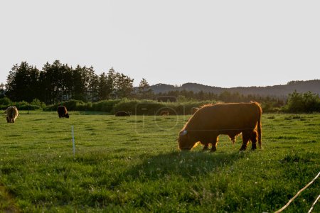  Highland breed.hairy red cows on a meadow chews grass.Farming and cow breeding.Furry highland cows graze on the green meadow.Red cows and calf in the pasture in the sunshine at sunset 