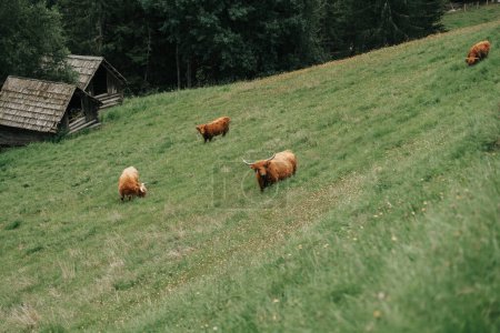 Furry highland cows graze on the green meadow. Scottish cows Highland breed on a alpine meadow in the mountains.Red hairy bull chews grass.Farming and cow breeding