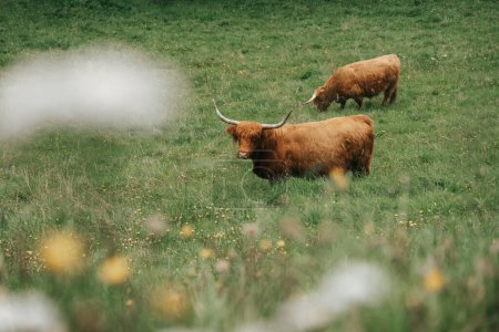 Scottish cows Highland breed on an alpine meadow in the mountains.Red hairy bull chews grass.Farming and cow breeding.Furry highland cows graze on the green meadow.