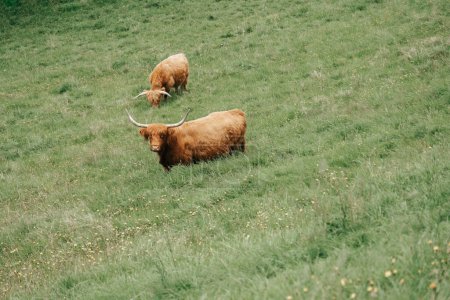Furry cows graze on the green meadow. Scottish cows Highland breed on a alpine meadow in the mountains.Red hairy bull chews grass.Farming and cow breeding