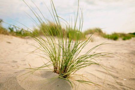Strand Grünes Gras auf weißem Sand auf den Sanddünen im Wind.Strandsommerhintergrund.Sommerliche Lichtstimmung. 