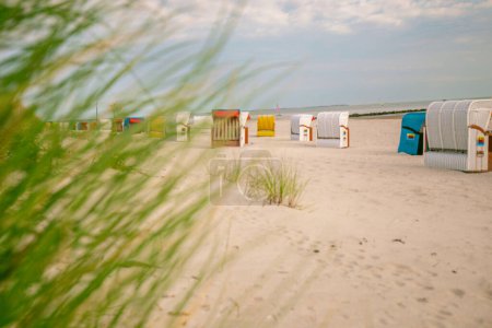 White sandy beaches and sandy grass. Frisian islands beach plants. Beach grass and Beach cabins on white sand on the sand dunes in the wind.Beach summer background.Summer light mood. 