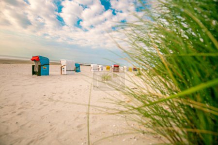 White sandy beaches and sandy grass of the North Sea in Germany.Beach Green grass and Beach cabins on white sand on the sand dunes in the wind.Beach summer background.Summer light mood. 