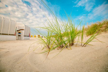 Strandrasen und Strandhütten auf weißem Sand auf den Sanddünen im Wind.Strand-Sommerhintergrund.Sommerliche Lichtstimmung. 