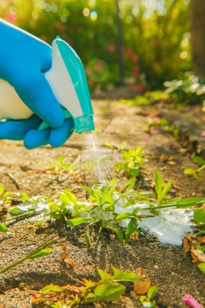 Spray de control de malas hierbas. Quitar las malas hierbas de los azulejos.Choques de aerosol vuelan en la hierba que crece en las losas de pavimentación del patio. 