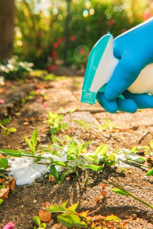 Removing weeds from tiles.Splashes of spray fly into the grass growing on the paving slabs of the yard. 