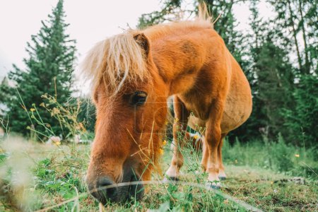 Le poney rouge mange de l'herbe dans un pâturage.Ferme poney à Lungau, Autriche. Pony pâturage dans le paddock gros plan. Petits chevaux rouges mignons. Animaux de ferme. 